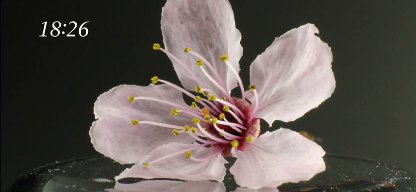 Screenshot of a running session in The Sit: the withering flower visual with the remaining time shown in a corner